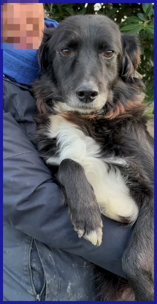 DAJE, SPLENDIDO SIMIL BORDER DI 5 ANNI | Foto 5