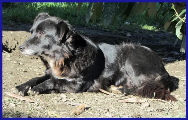 DAJE, SPLENDIDO SIMIL BORDER DI 5 ANNI | Foto 4