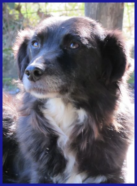 DAJE, SPLENDIDO SIMIL BORDER DI 5 ANNI | Foto 3