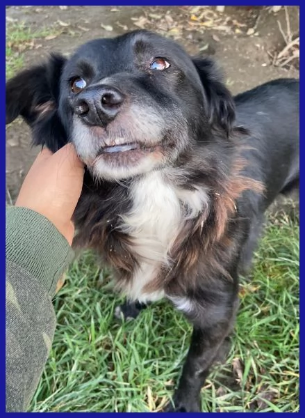 DAJE, SPLENDIDO SIMIL BORDER DI 5 ANNI | Foto 1