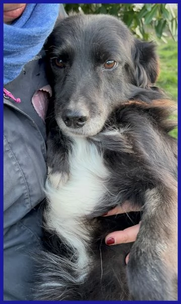 DAJE, SPLENDIDO SIMIL BORDER DI 5 ANNI | Foto 0