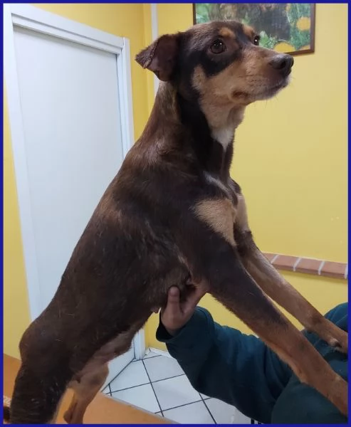 MOU TENERISSIMA PICCOLETTA DI 2 ANNI | Foto 1