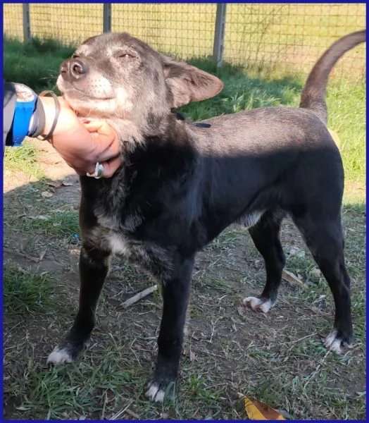 BULLONE, UN TENERO VECCHIETTO | Foto 4