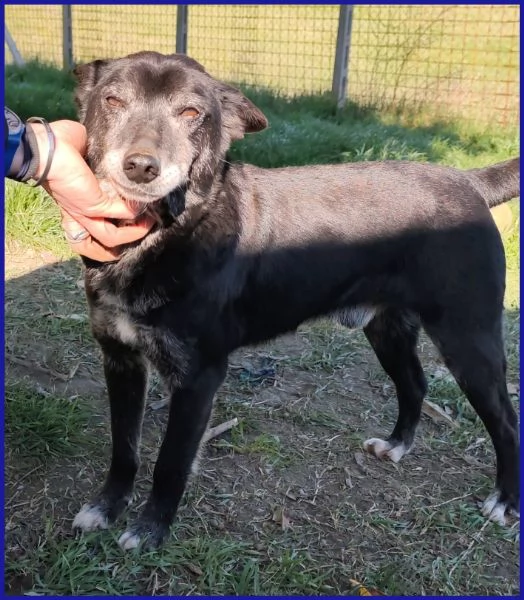 BULLONE, UN TENERO VECCHIETTO | Foto 3