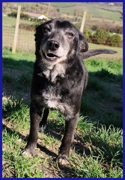 BULLONE, UN TENERO VECCHIETTO | Foto 2