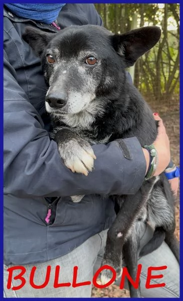 BULLONE, UN TENERO VECCHIETTO