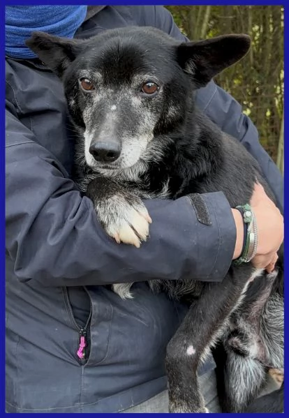 BULLONE, UN TENERO VECCHIETTO | Foto 1