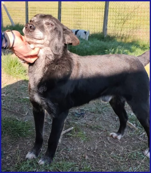 BULLONE, UN TENERO VECCHIETTO | Foto 0