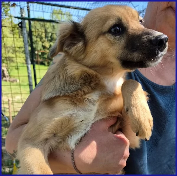 MIRA CUCCIOLA 6 MESI | Foto 4