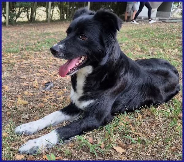 DIETA, MAMMINA SIMIL BORDER 2 ANNI | Foto 6