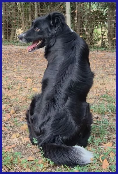 DIETA, MAMMINA SIMIL BORDER 2 ANNI | Foto 5