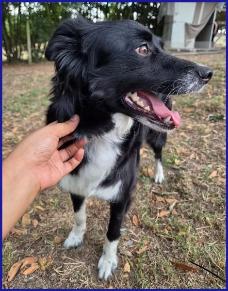 DIETA, MAMMINA SIMIL BORDER 2 ANNI | Foto 4
