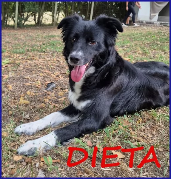 DIETA, MAMMINA SIMIL BORDER 2 ANNI