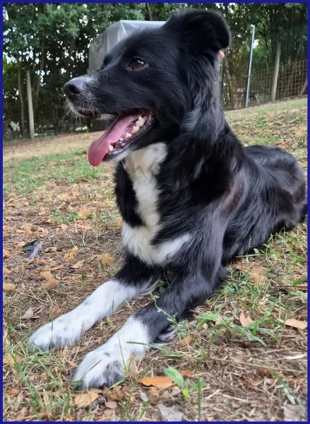 DIETA, MAMMINA SIMIL BORDER 2 ANNI | Foto 1