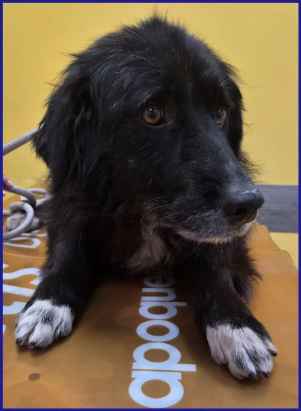 ERAORA, TENERA VECCHIETTA 9 ANNI | Foto 1