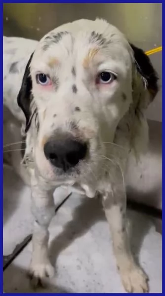 ACHILLE GIOVANE CAGNOLINO  | Foto 4