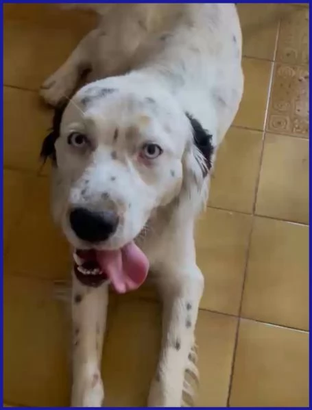 ACHILLE GIOVANE CAGNOLINO  | Foto 3