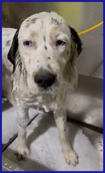 ACHILLE GIOVANE CAGNOLINO  | Foto 2