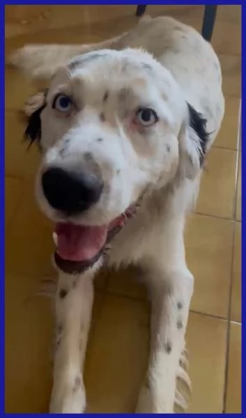 ACHILLE GIOVANE CAGNOLINO  | Foto 1