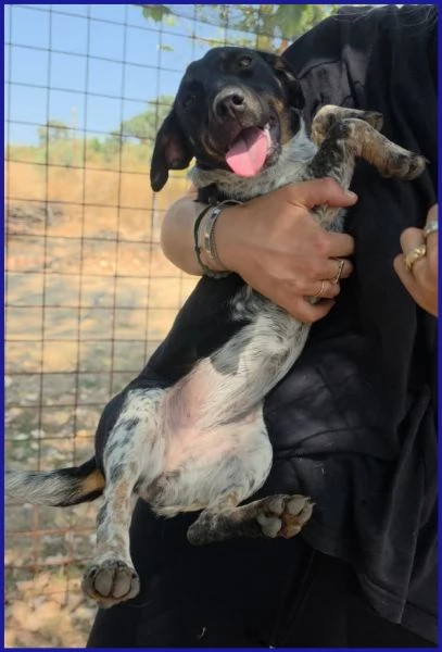 INCOLLA TENERA CUCCIOLOTTA | Foto 4