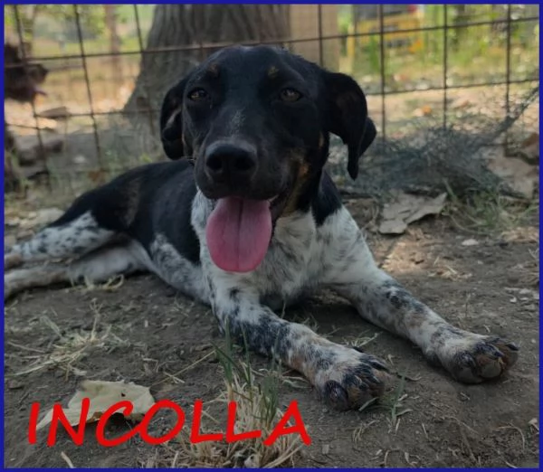 INCOLLA TENERA CUCCIOLOTTA