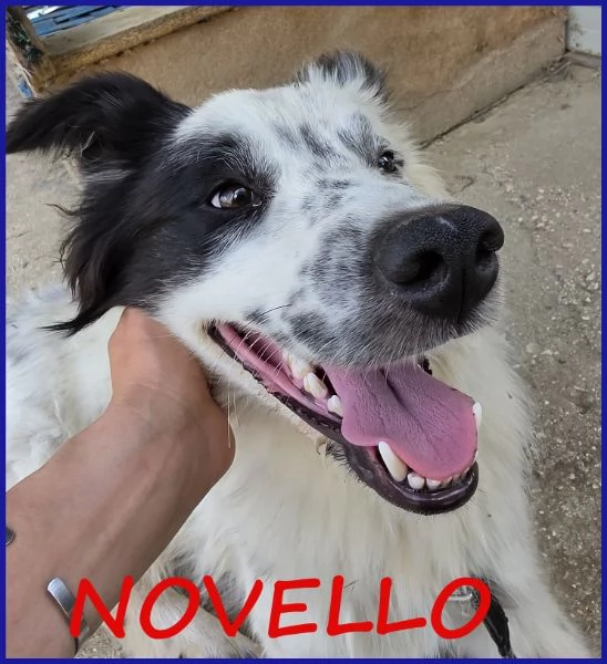 NOVELLO CUCCIOLONE 1 ANNO SIMIL BORDER
