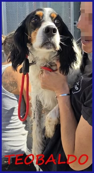 TEOBALDO, SIMIL SETTER 4 ANNI