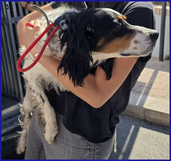 TEOBALDO, SIMIL SETTER 4 ANNI | Foto 4