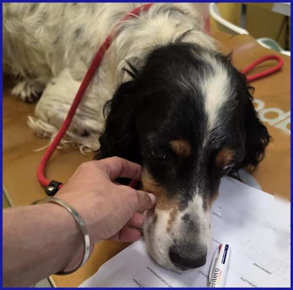 TEOBALDO, SIMIL SETTER 4 ANNI | Foto 3