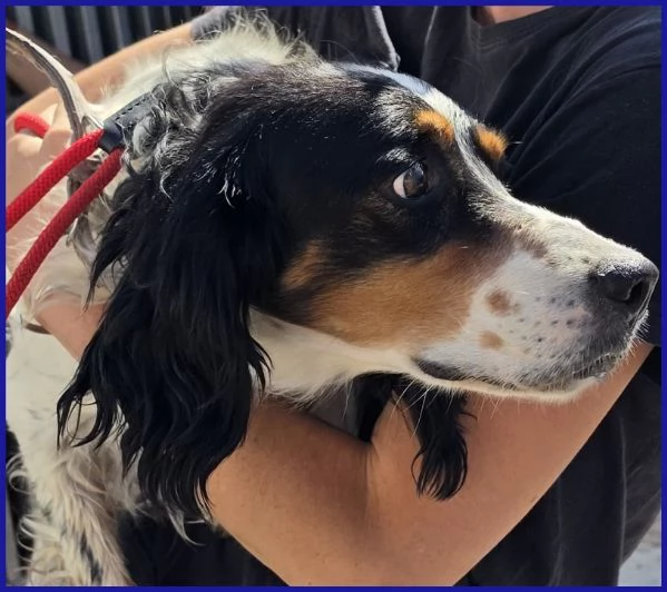 TEOBALDO, SIMIL SETTER 4 ANNI | Foto 2