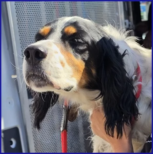 TEOBALDO, SIMIL SETTER 4 ANNI | Foto 1