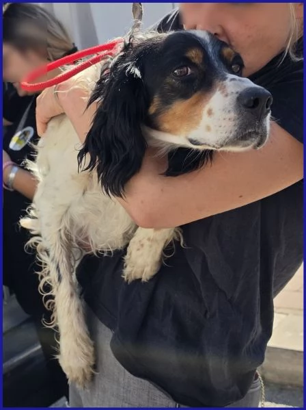 TEOBALDO, SIMIL SETTER 4 ANNI | Foto 0