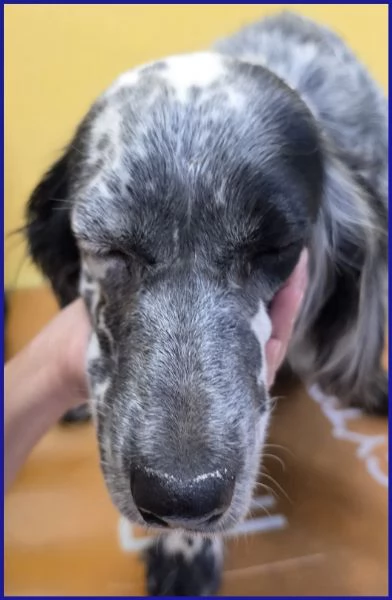 SCALEA SIMIL SETTER 5 ANNI E MEZZO | Foto 2