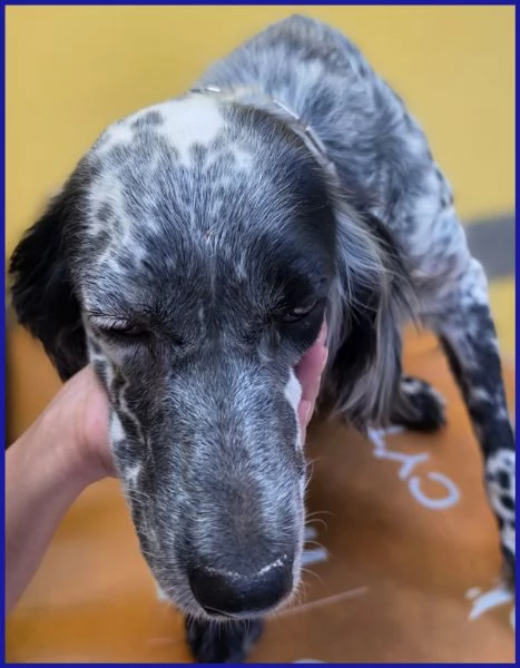 SCALEA SIMIL SETTER 5 ANNI E MEZZO | Foto 1