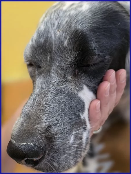 SCALEA SIMIL SETTER 5 ANNI E MEZZO | Foto 0