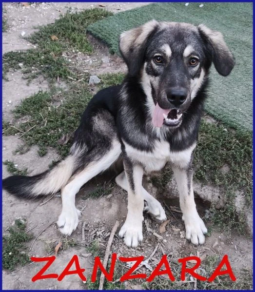 ZANZARA CUCCIOLOTTA 6-7 MESI