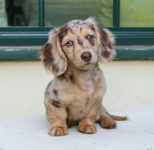 adorabili cuccioli bassotto femminucce e maschietti disponibili