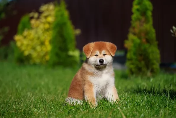regarlo akita inu cuccioli
