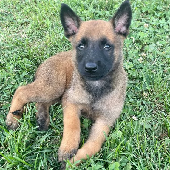 regarlo pastore belga cuccioli