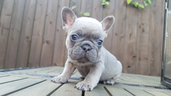 regalo cuccioli di bulldog francese