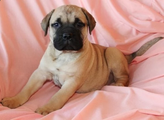 regalo bullmastiff cuccioli...