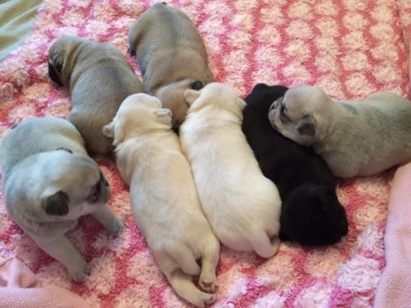 regalo cuccioli di carlino...