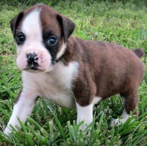 regalo cuccioli di boxer....