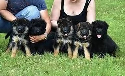 regalo cuccioli pastore tedesco....