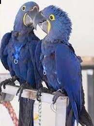 pappagalli ara giacinto disponibili ora,