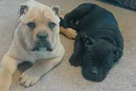 disponibili cuccioli di cane corso ben addestrati.