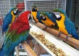 disponibili pappagalli ara blu e oro ben addestrati
