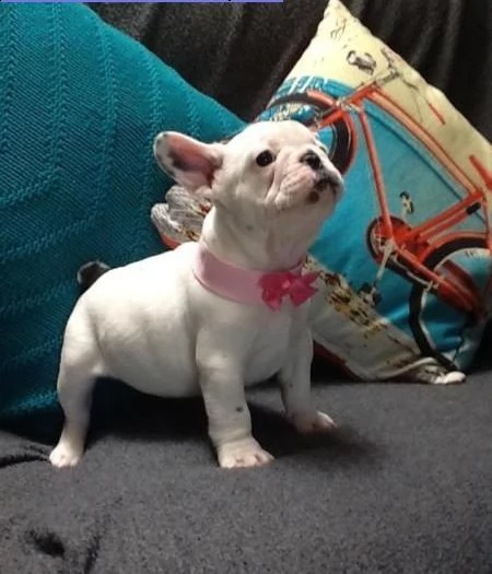 cuccioli di bulldog francese | Foto 0