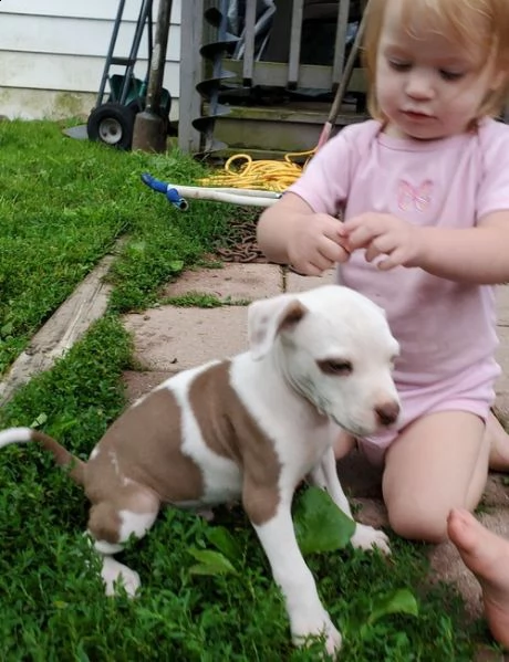 regalo bellissimi maschi e femmine pitbull cuccioli