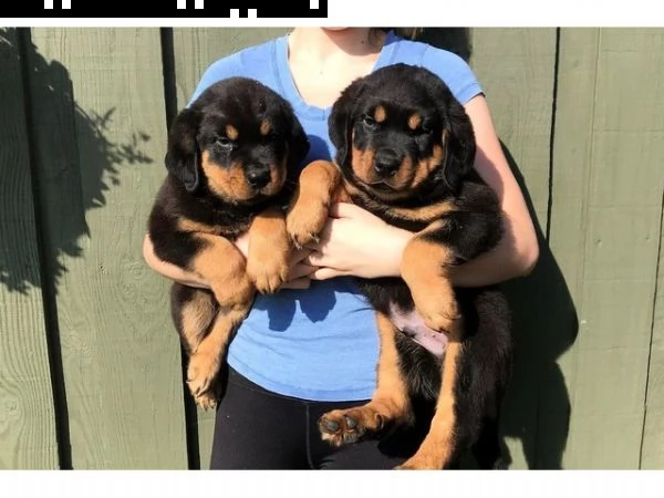 cuccioli di rottweiler super adorabili. così gentile e affettuoso. me ne restano 2 questa è una gran